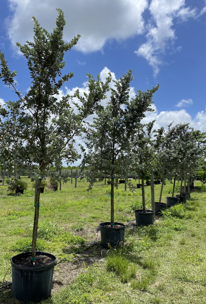 conocarpus-erectus-sericeus-silver-buttonwood