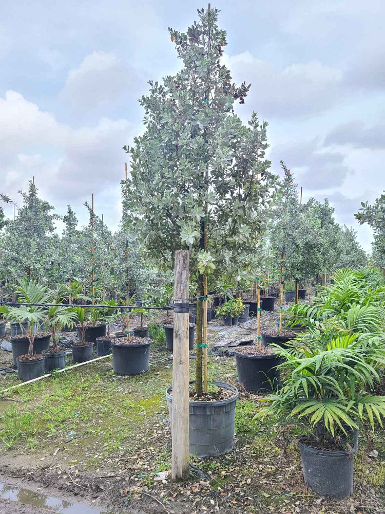 conocarpus-erectus-sericeus-silver-buttonwood