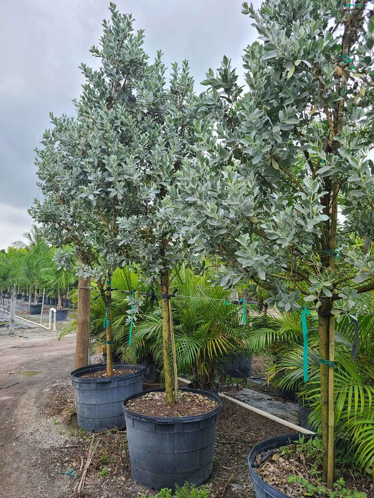 conocarpus-erectus-sericeus-silver-buttonwood