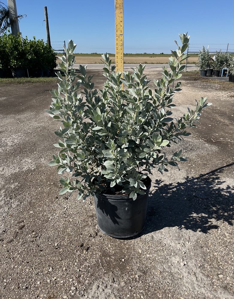 conocarpus-erectus-sericeus-silver-buttonwood