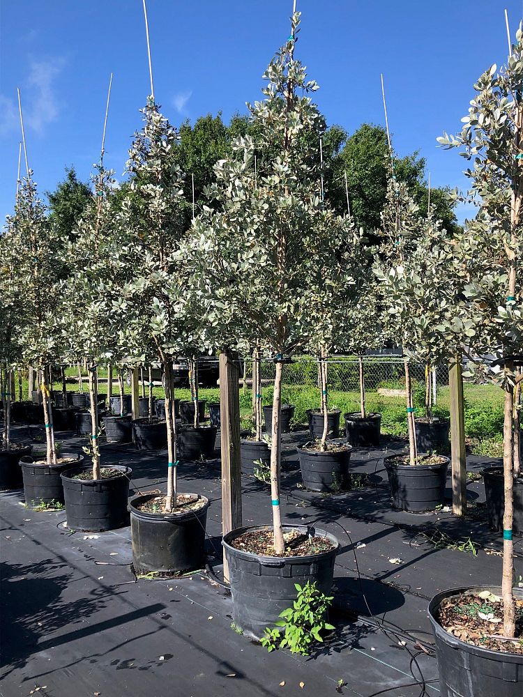 conocarpus-erectus-sericeus-silver-buttonwood