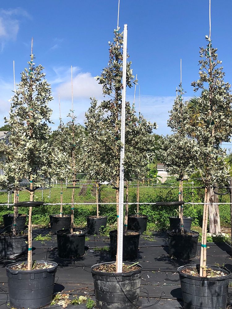 conocarpus-erectus-sericeus-silver-buttonwood