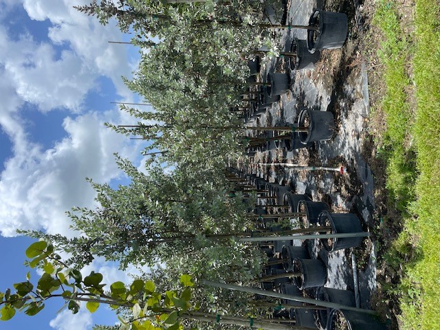 conocarpus-erectus-sericeus-silver-buttonwood