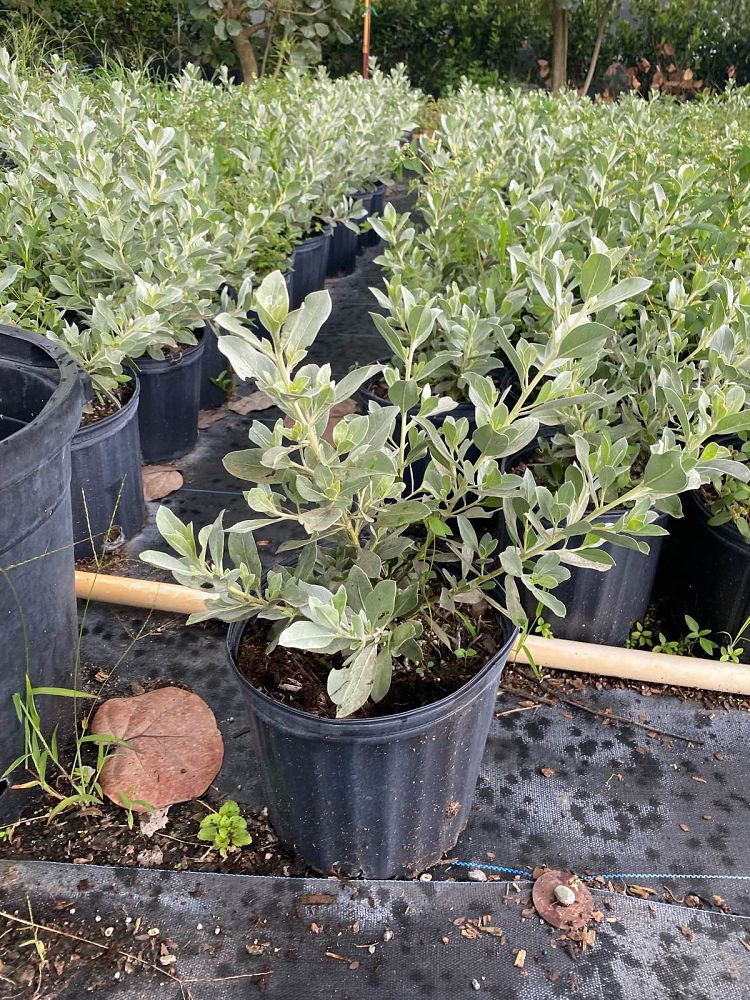 conocarpus-erectus-sericeus-silver-buttonwood
