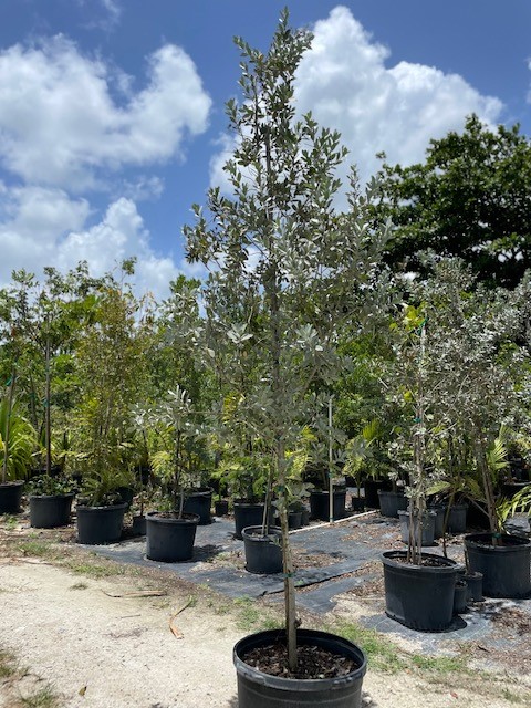 conocarpus-erectus-sericeus-silver-buttonwood