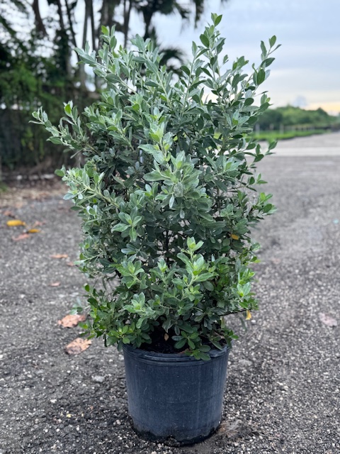 conocarpus-erectus-sericeus-silver-buttonwood