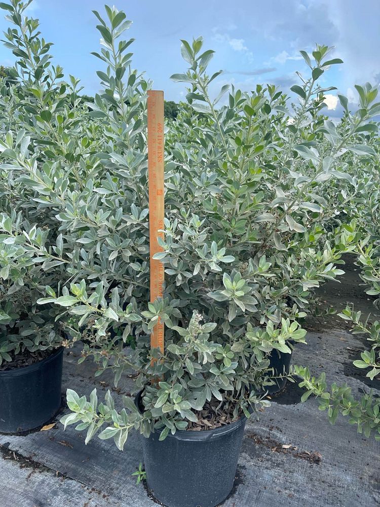 conocarpus-erectus-sericeus-silver-buttonwood