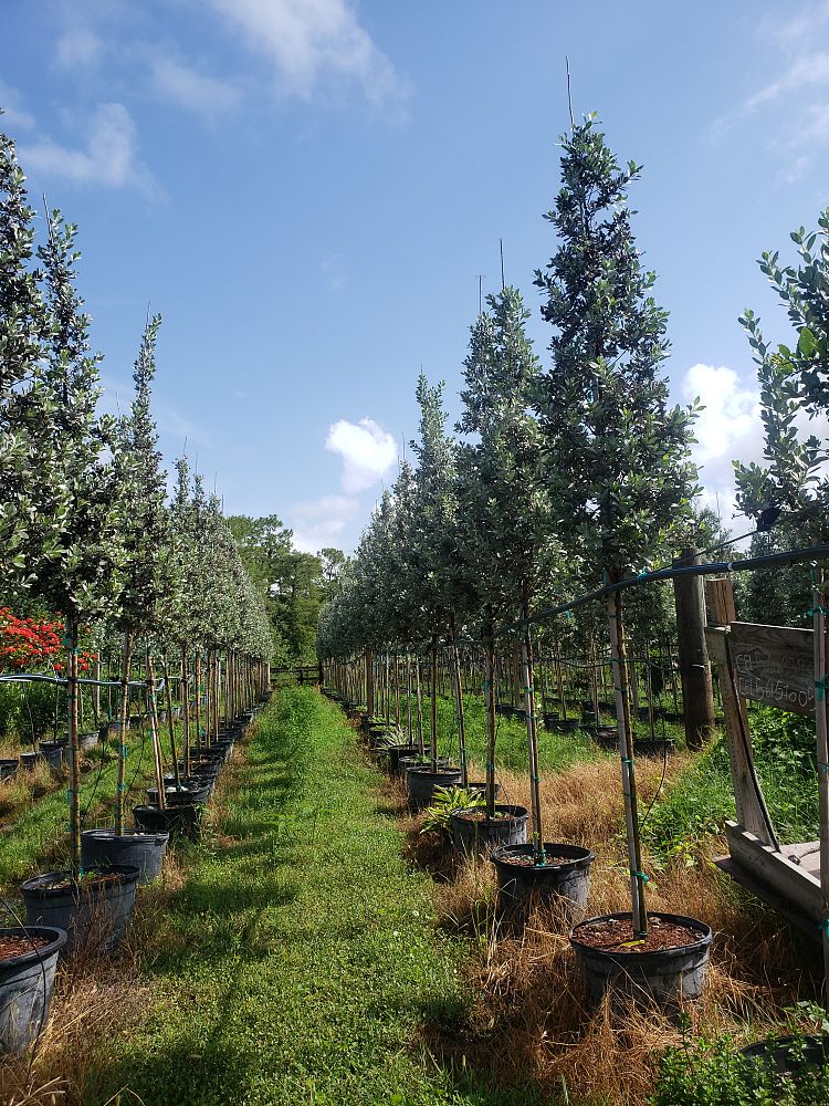 conocarpus-erectus-sericeus-silver-buttonwood
