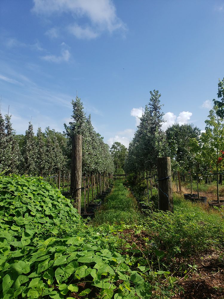conocarpus-erectus-sericeus-silver-buttonwood