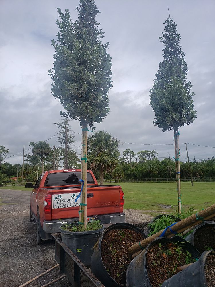 conocarpus-erectus-sericeus-silver-buttonwood