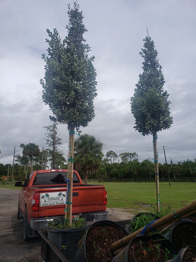 conocarpus-erectus-sericeus-silver-buttonwood