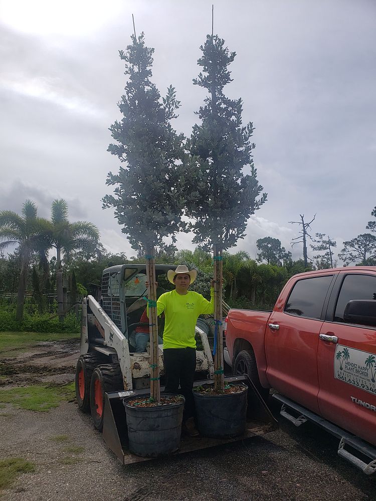 conocarpus-erectus-sericeus-silver-buttonwood