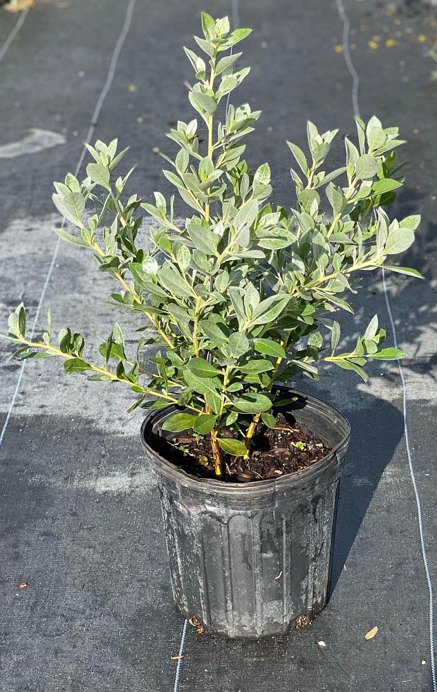 conocarpus-erectus-sericeus-silver-buttonwood