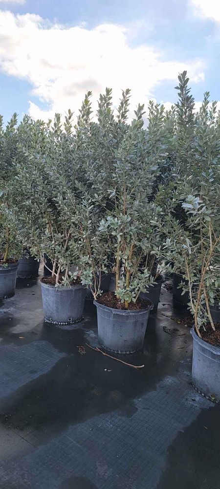 conocarpus-erectus-sericeus-silver-buttonwood