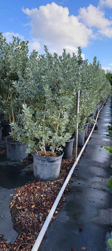 conocarpus-erectus-sericeus-silver-buttonwood