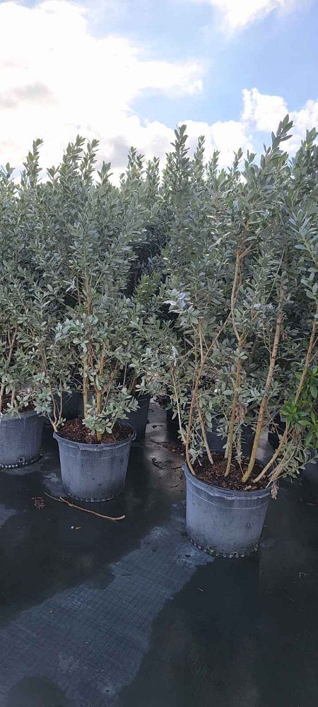 conocarpus-erectus-sericeus-silver-buttonwood