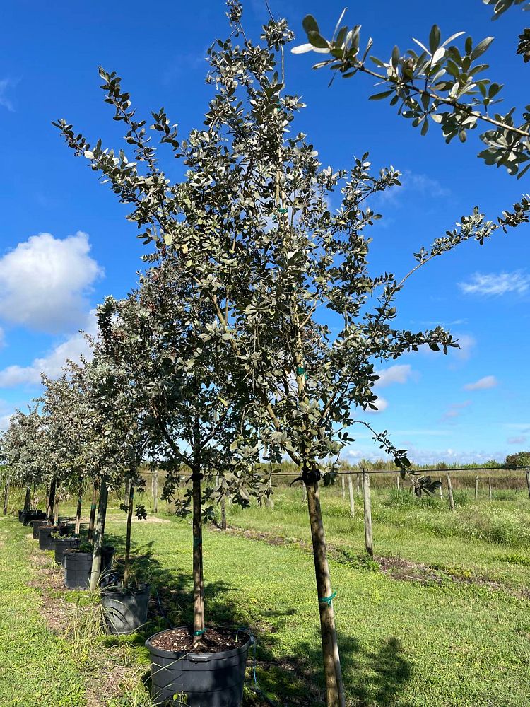 conocarpus-erectus-sericeus-silver-buttonwood