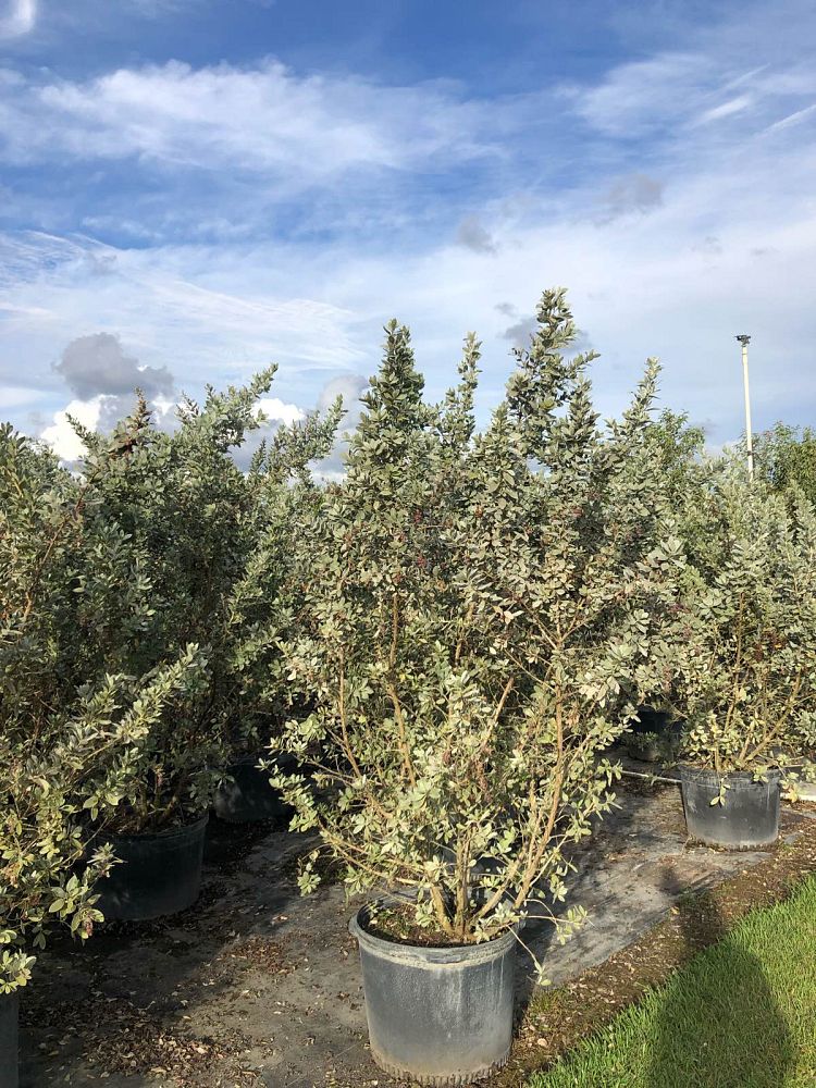 conocarpus-erectus-sericeus-silver-buttonwood