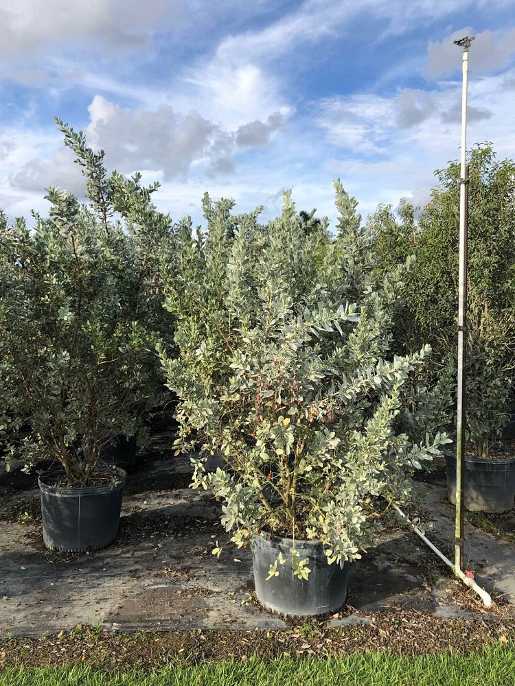 conocarpus-erectus-sericeus-silver-buttonwood