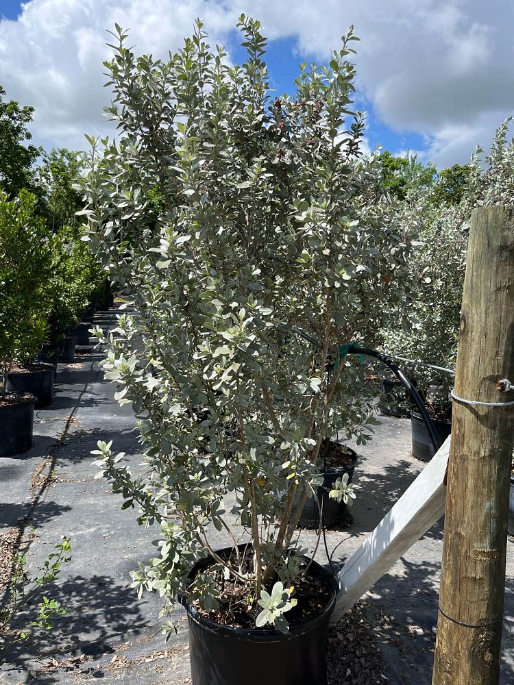 conocarpus-erectus-sericeus-silver-buttonwood