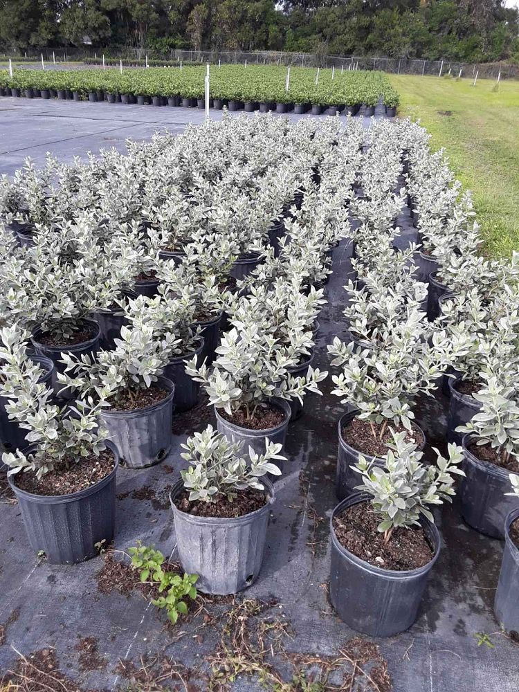 conocarpus-erectus-sericeus-silver-buttonwood