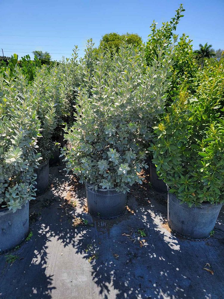 conocarpus-erectus-sericeus-silver-buttonwood