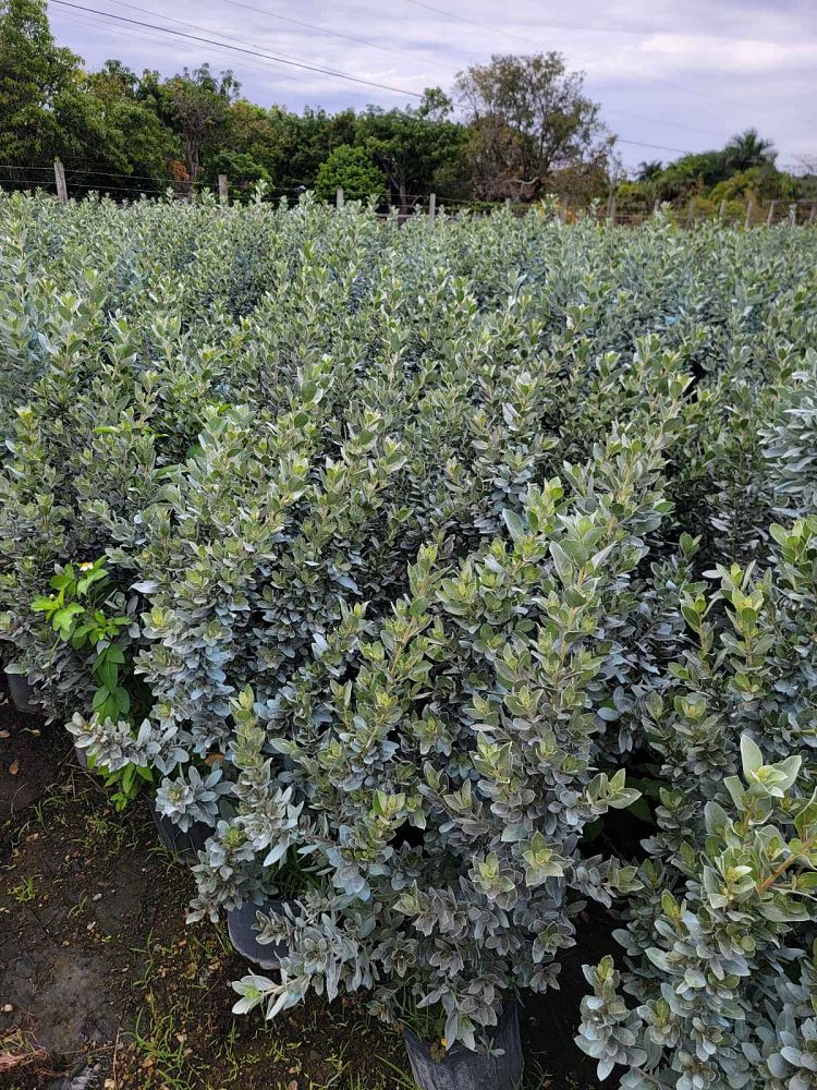 conocarpus-erectus-sericeus-silver-buttonwood