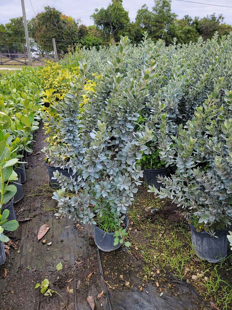 conocarpus-erectus-sericeus-silver-buttonwood