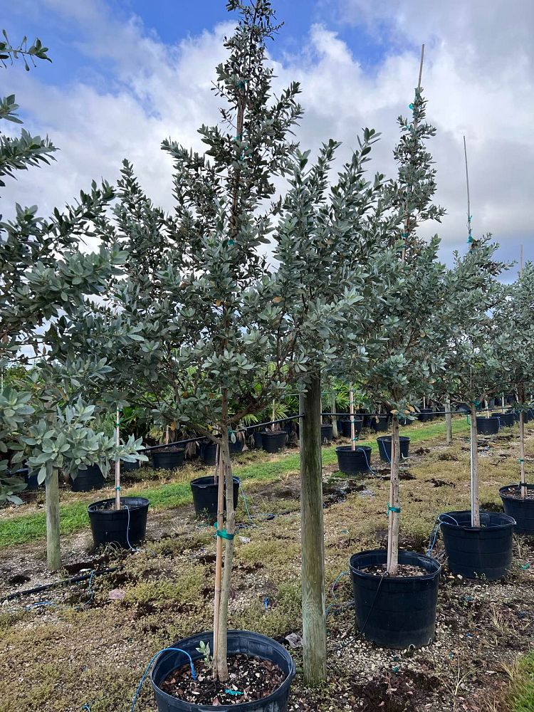 conocarpus-erectus-sericeus-silver-buttonwood