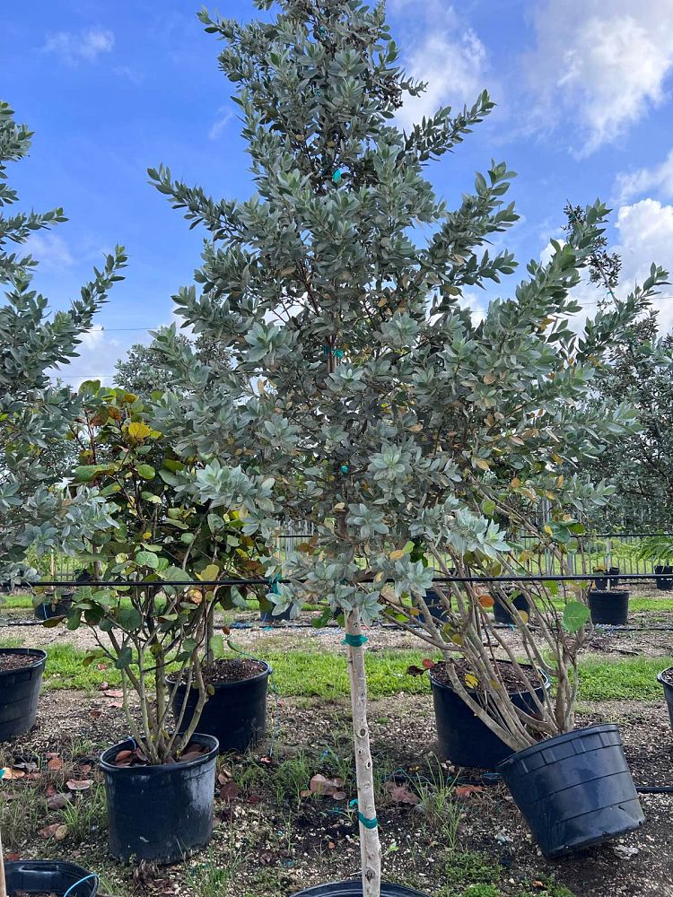 conocarpus-erectus-sericeus-silver-buttonwood