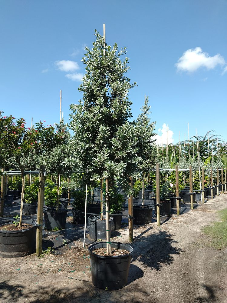 conocarpus-erectus-sericeus-silver-buttonwood