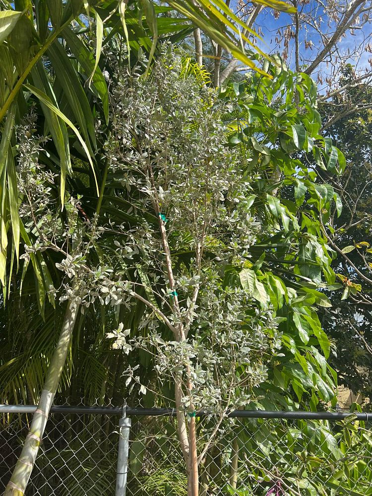 conocarpus-erectus-sericeus-silver-buttonwood