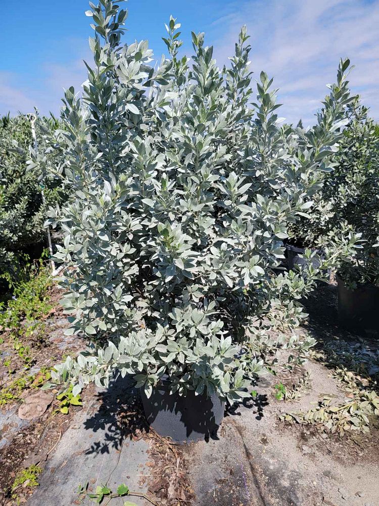 conocarpus-erectus-sericeus-silver-buttonwood