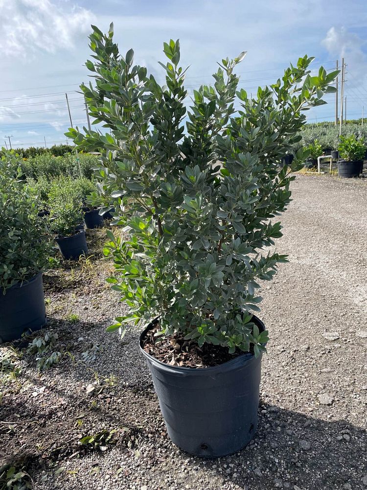 conocarpus-erectus-sericeus-silver-buttonwood