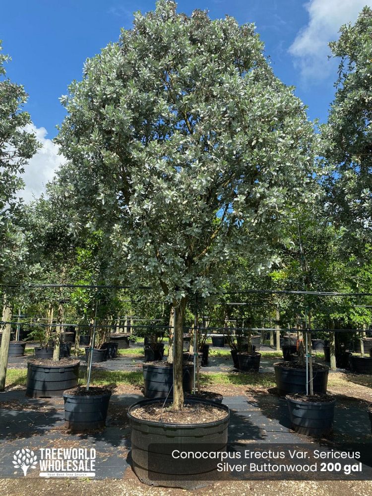 conocarpus-erectus-sericeus-silver-buttonwood