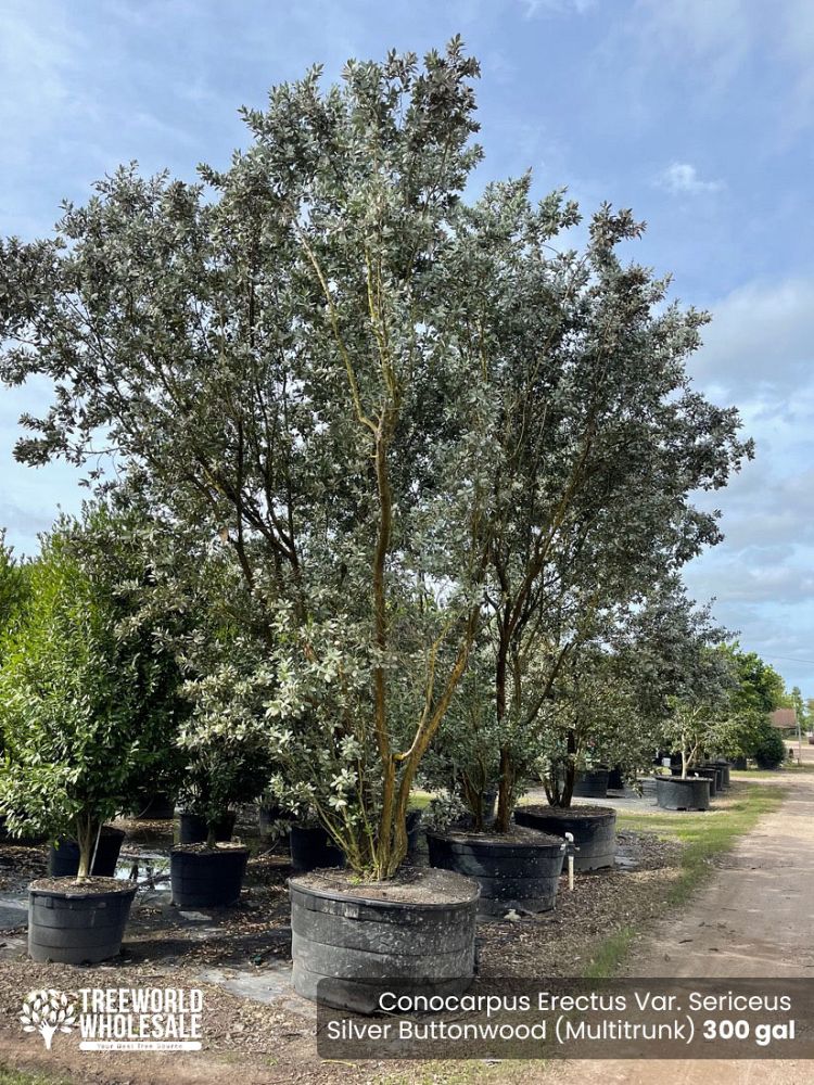 conocarpus-erectus-sericeus-silver-buttonwood