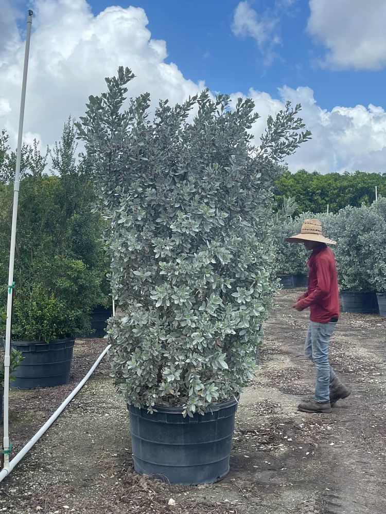 conocarpus-erectus-sericeus-silver-buttonwood