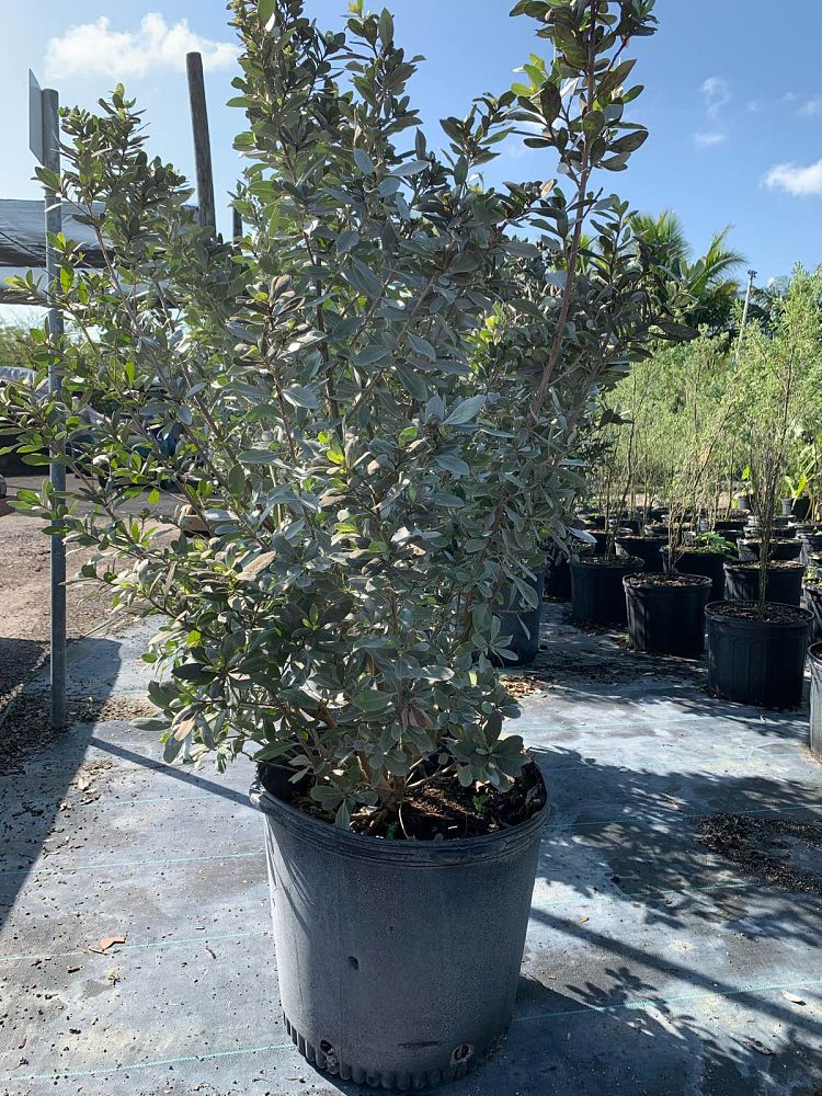 conocarpus-erectus-sericeus-silver-buttonwood