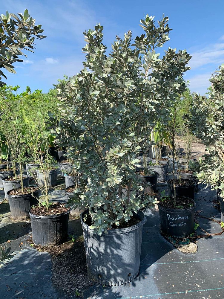 conocarpus-erectus-sericeus-silver-buttonwood