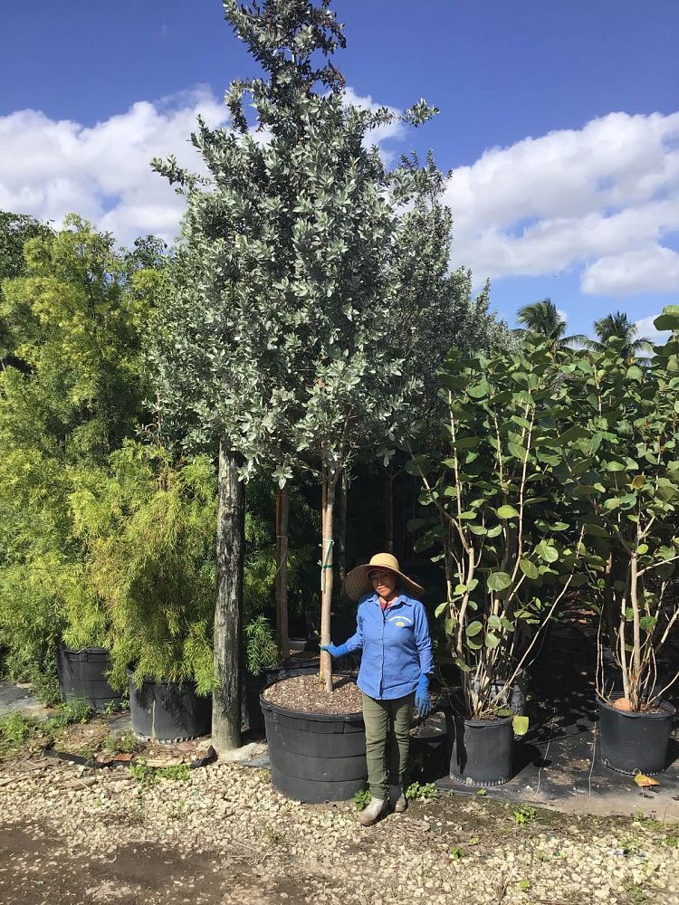 conocarpus-erectus-sericeus-silver-buttonwood
