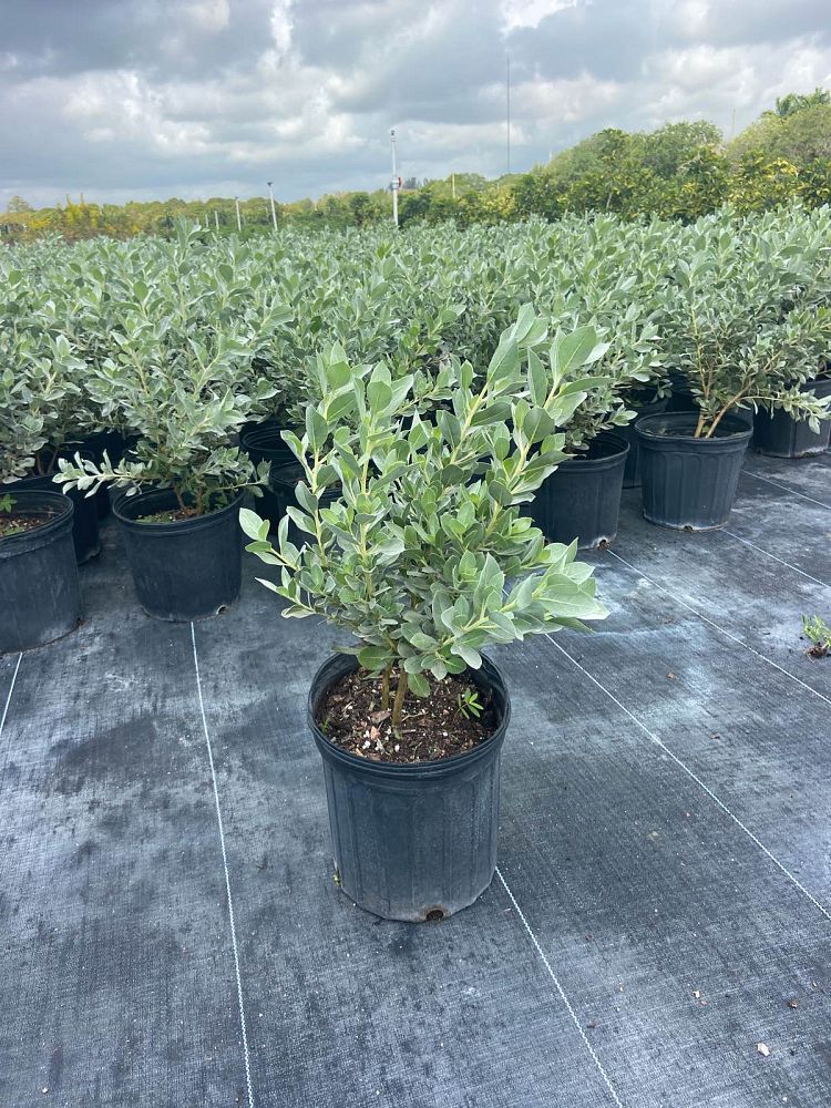conocarpus-erectus-sericeus-silver-buttonwood