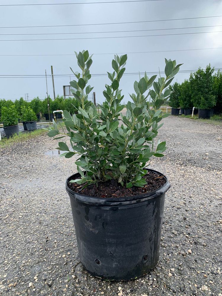 conocarpus-erectus-sericeus-silver-buttonwood