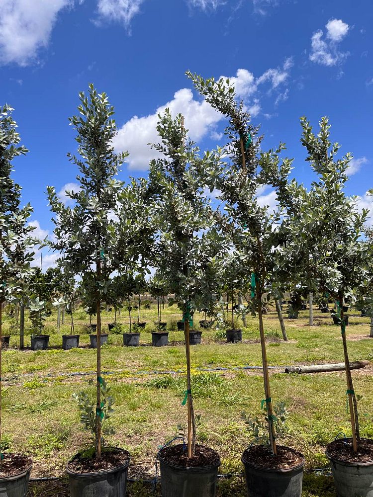 conocarpus-erectus-sericeus-silver-buttonwood