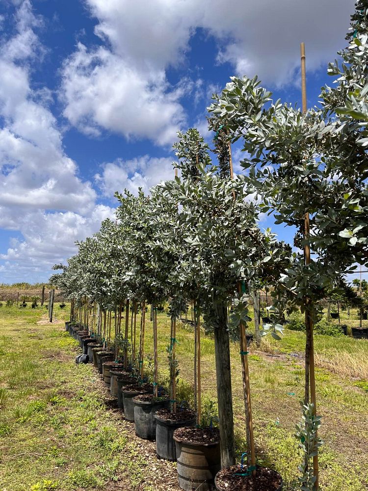 conocarpus-erectus-sericeus-silver-buttonwood