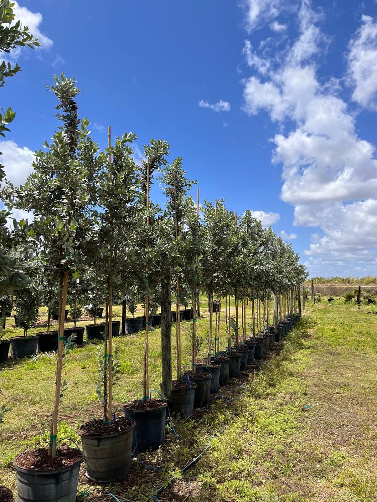 conocarpus-erectus-sericeus-silver-buttonwood