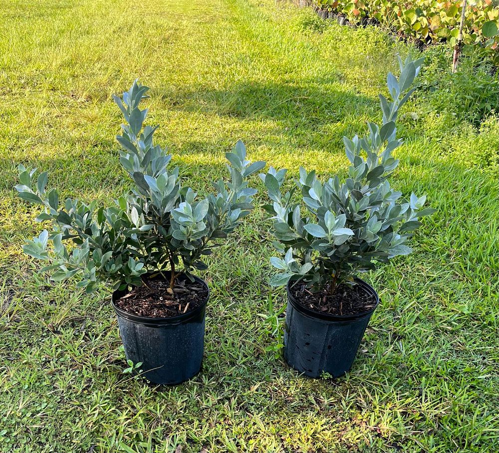 conocarpus-erectus-sericeus-silver-buttonwood