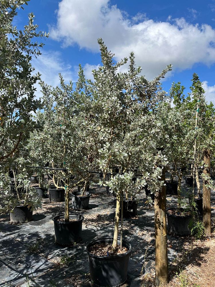 conocarpus-erectus-sericeus-silver-buttonwood