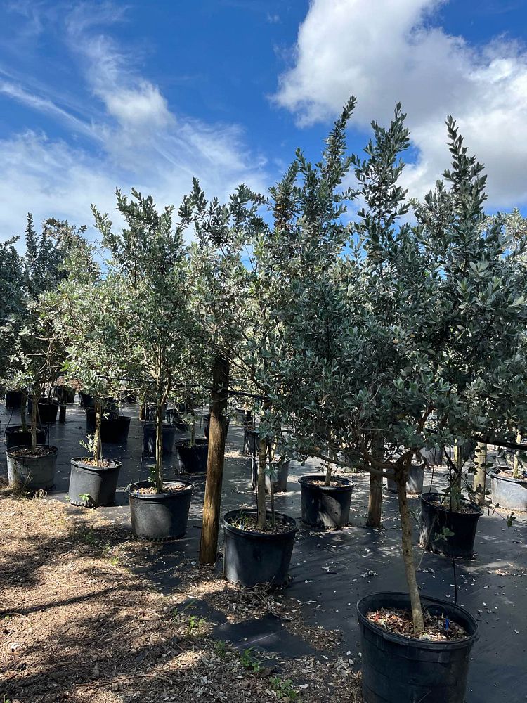 conocarpus-erectus-sericeus-silver-buttonwood