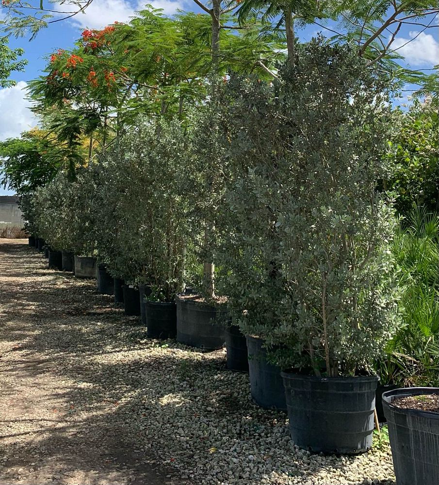 conocarpus-erectus-sericeus-silver-buttonwood
