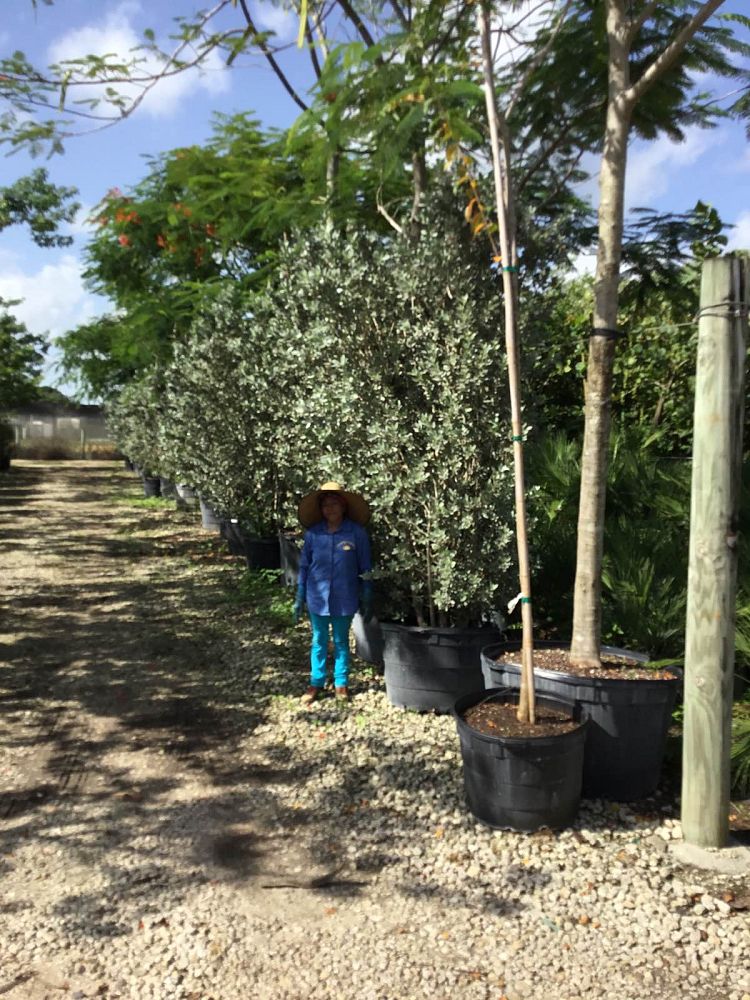 conocarpus-erectus-sericeus-silver-buttonwood